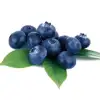 Bilberry Extract